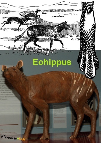 Eohippus - Urpferd: Pferdchen der Morgenröte