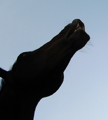 Flehmendes Pferd - Geruchssinn der Pferde