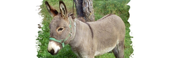 Was gibt es beim Haustier Esel zu beachten?