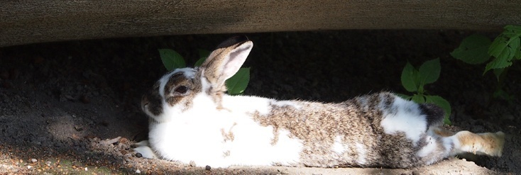 Dieses Kaninchen fühlt sich wohl und genießt die Sonne.