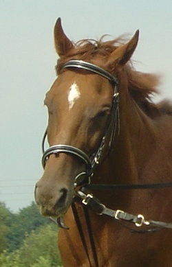 Pferdeausrüstung: Das Reithalfter wird oft auch zum Longieren des Pferdes verwendet.